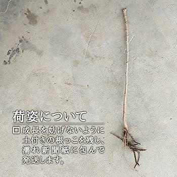 たらのめ 楽天市場】赤芽 タラの通販